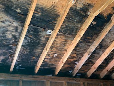 Mold Remediation Solutions