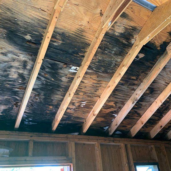 Mold Remediation Solutions Service